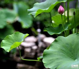 盆栽荷花随拍