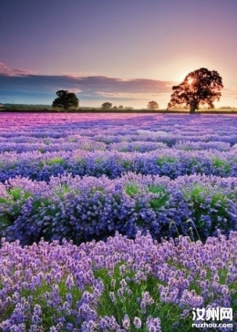 Sunset, Lavender Field, Provence, France —日落，薰衣草，普罗旺斯，法国