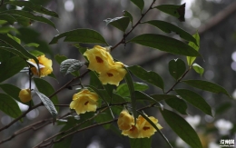 春花烂漫.金花茶