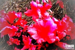 看了这么多花，还是映山红最亲切