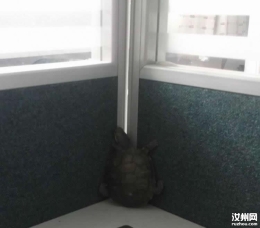 这只乌龟是要干嘛？