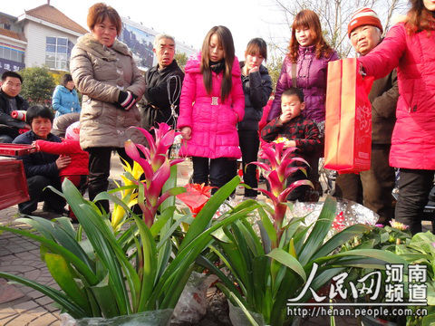 汝州:花笑了人也笑了