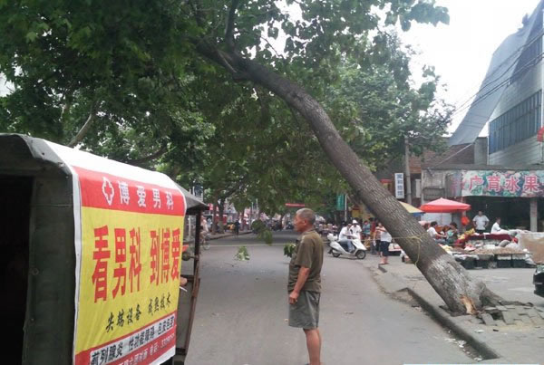 汝州市广育路菜市场门口一颗大树严重倾斜