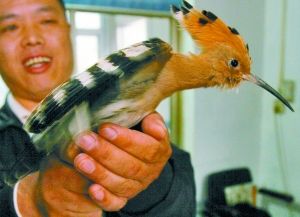 头戴“王冠”“潮鸟”戴胜 雨夜闯入市民家中（图）