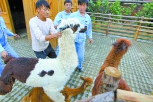 　雄羊驼热切地跟小羊驼亲热